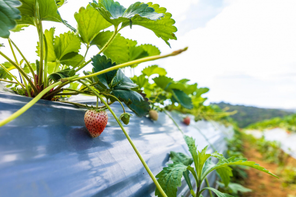 Как сажать клубнику осенью — успейте до холодов и получите урожай весной Как сажать клубнику осенью — успейте до холодов и получите урожай весной
