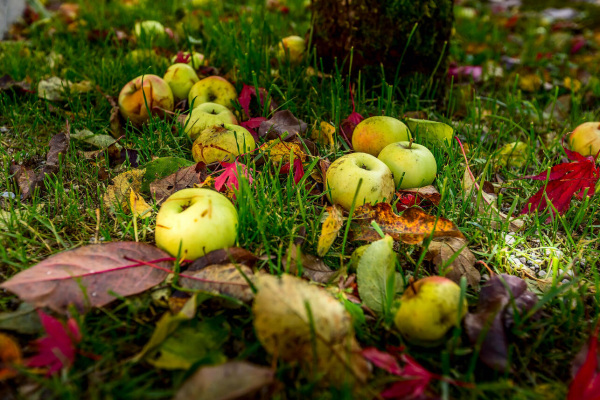 Как использовать падалицу – пять способов переработать опавшие яблоки и груши