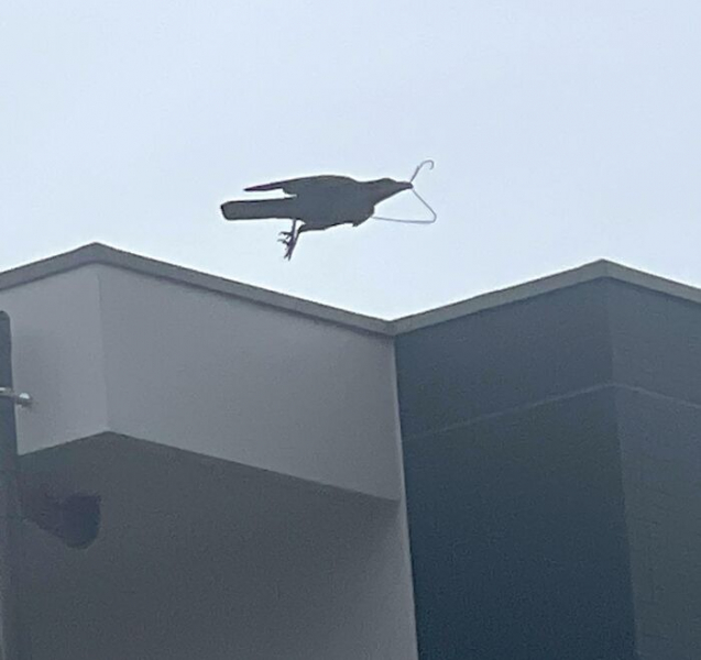 Мемный потенциал: 15 забавных фотографий животных от пользователей Сети