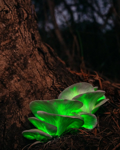 Просто космос: 15 лучших астрофотографий года с конкурса Capture the Dark 2025