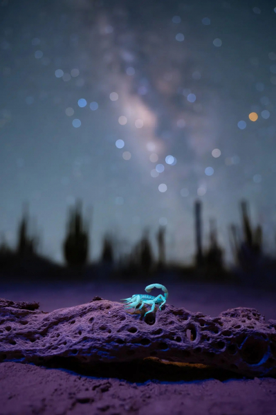 Просто космос: 15 лучших астрофотографий года с конкурса Capture the Dark 2025