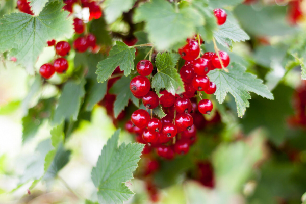 Как заготовить листья смородины на зиму — без ферментации не обойтись