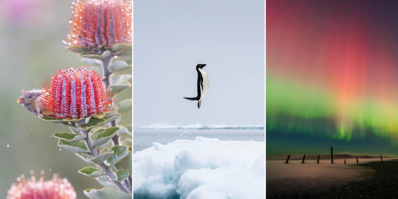 11 лучших фото дикой природы и людей с премии Sony Alpha Awards 2025