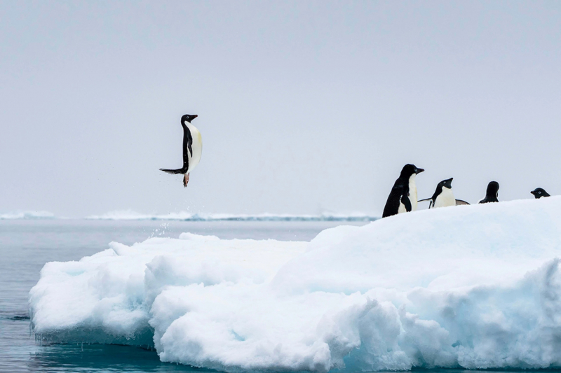 11 лучших фото дикой природы и людей с премии Sony Alpha Awards 2025