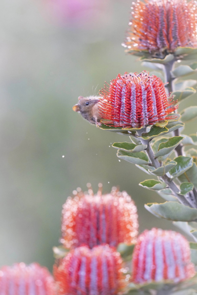 11 лучших фото дикой природы и людей с премии Sony Alpha Awards 2025