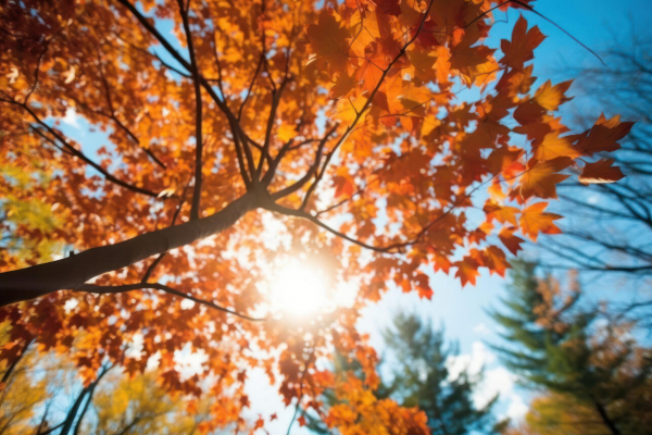 Как по приметам в октябре предсказать погоду зимой и урожай в следующем году Как по приметам в октябре предсказать погоду зимой и урожай в следующем году