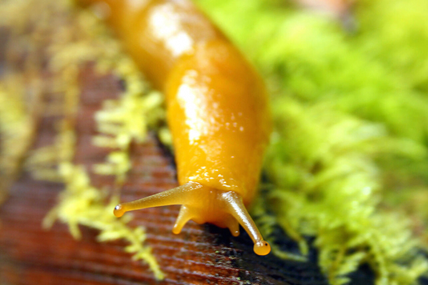 Как правильно избавляться от слизней на огороде осенью — лучшее время для атаки Как правильно избавляться от слизней на огороде осенью — лучшее время для атаки