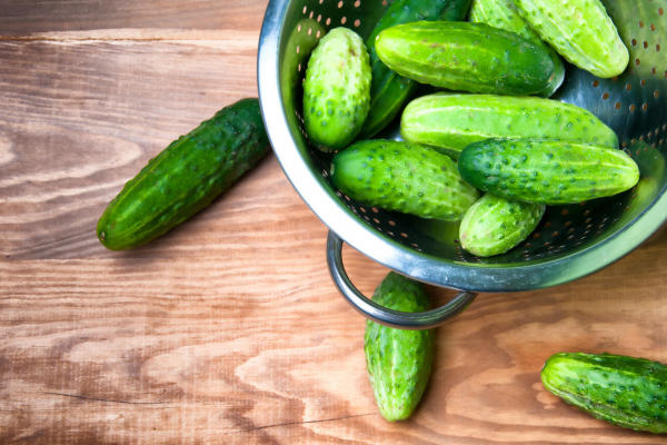 Как хранить свежие огурцы — долежат в капусте до Нового года Как хранить свежие огурцы — долежат в капусте до Нового года