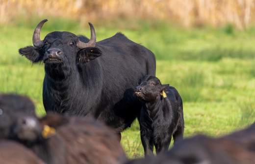 
                    Лавров и глава индийского МИДа обсудили подготовку к грядущему саммиту РФ и Индии

        