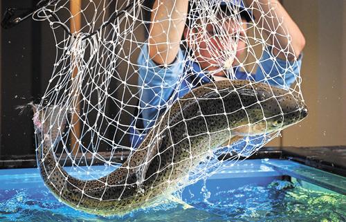 Россия – рыбная душа! Россия – рыбная душа!