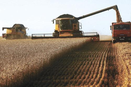 Ржаной хлеб под вопросом