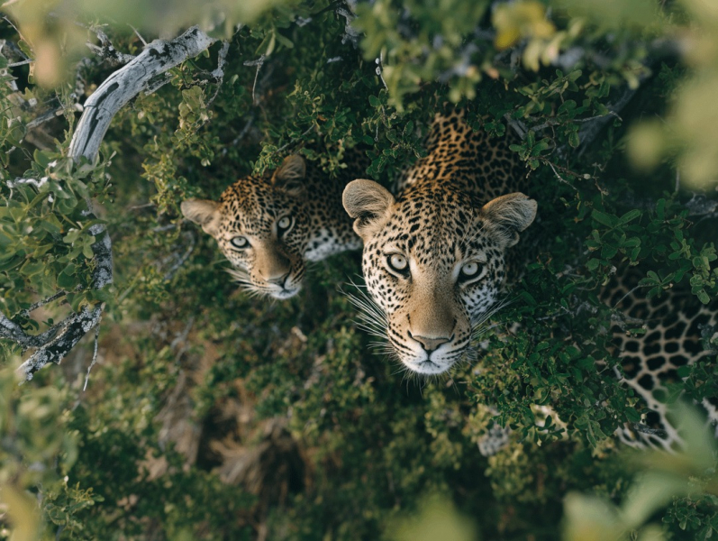 12 потрясающих изображений диких животных, которые обманут глаз