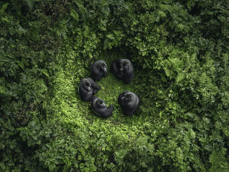 12 потрясающих изображений диких животных, которые обманут глаз