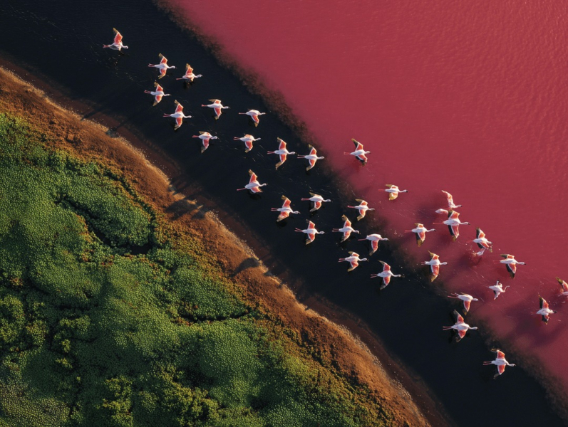 12 потрясающих изображений диких животных, которые обманут глаз