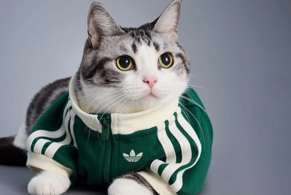 Adidas выпустил зимнюю коллекцию одежды для кошек и собак (ФОТО) Adidas выпустил зимнюю коллекцию одежды для кошек и собак (ФОТО)