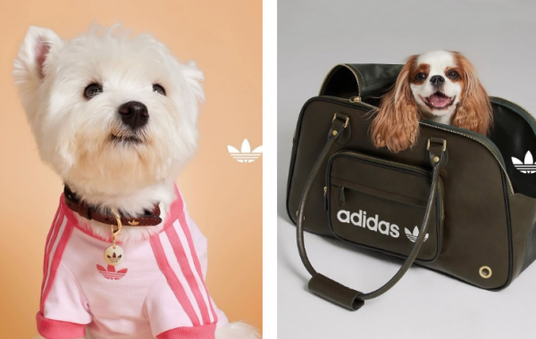Adidas выпустил зимнюю коллекцию одежды для кошек и собак (ФОТО) Adidas выпустил зимнюю коллекцию одежды для кошек и собак (ФОТО)
