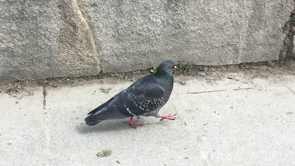 Стало известно, у машин какого цвета выше риск стать жертвой «бомбардировок» птичьим пометом Стало известно, у машин какого цвета выше риск стать жертвой «бомбардировок» птичьим пометом