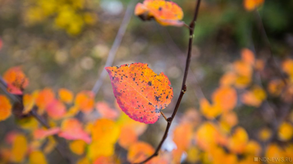 В Москве ожидается скорое потепление В Москве ожидается скорое потепление