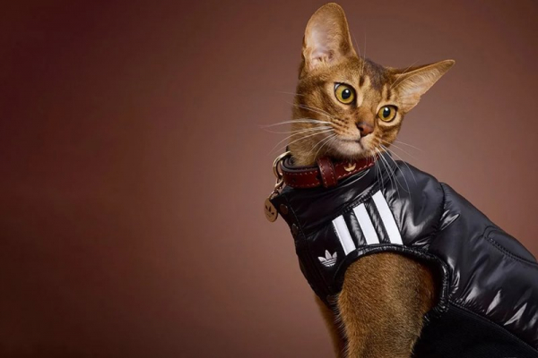 Adidas выпустил зимнюю коллекцию одежды для кошек и собак (ФОТО) Adidas выпустил зимнюю коллекцию одежды для кошек и собак (ФОТО)