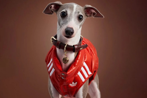 Adidas выпустил зимнюю коллекцию одежды для кошек и собак (ФОТО) Adidas выпустил зимнюю коллекцию одежды для кошек и собак (ФОТО)