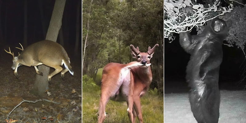 Вы заметили? 14 забавных кадров с животными, которые случайно попали в фотоловушки
