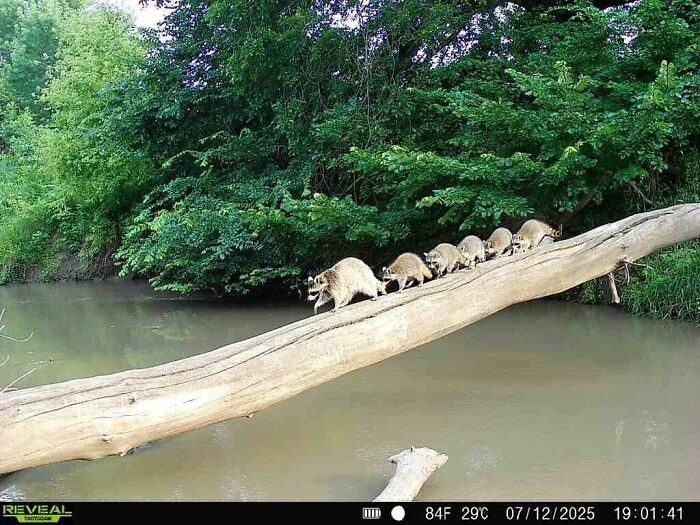 Вы заметили? 14 забавных кадров с животными, которые случайно попали в фотоловушки