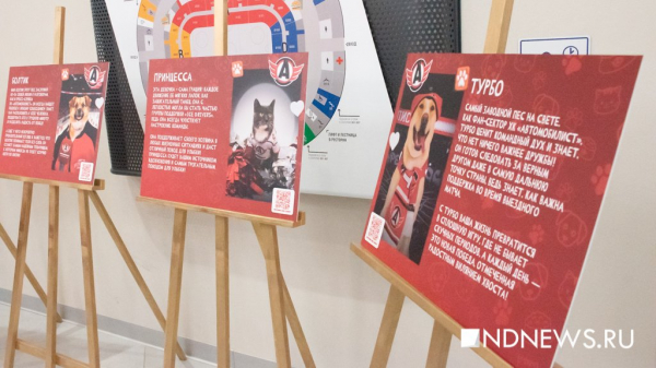 «Автомобилист» разгромил «Нефтехимик» в «пушистом» матче (ФОТО) «Автомобилист» разгромил «Нефтехимик» в «пушистом» матче (ФОТО)