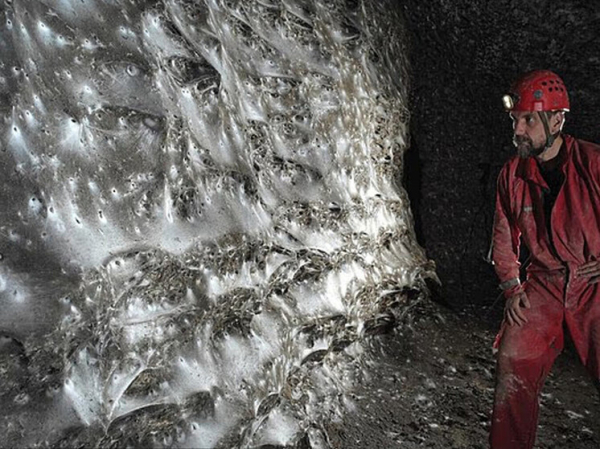 Найдена самая большая в мире паутина