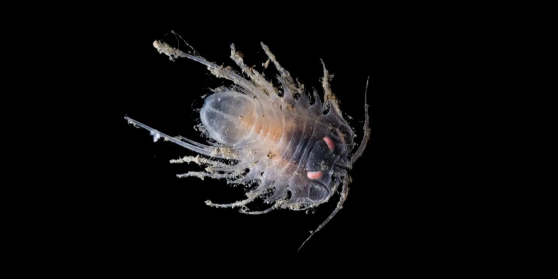 «Шар смерти» и «зомби-черви»: в водах Антарктиды обнаружили 30 новых существ